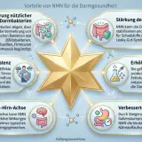 NMN wirkt sich positiv auf die Darmgesundheit aus: fördert nützliche Bakterien, stärkt die Darmbarriere, erhöht SCFA-Produktion, verbessert Verdauung, fördert Stressresistenz und unterstützt die Darm-Hirn-Achse.