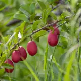 Rote Früchte am Ast einer Pflanze, die an die afrikanische Pflaume erinnert. Ihre Wirkung ist vielfältig.