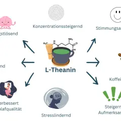L-Theanin, ein Wirkstoff aus Tee, fördert Entspannung, Konzentration und Schlaf. Es wirkt angstlösend, nervenschützend und gleicht Koffein aus.