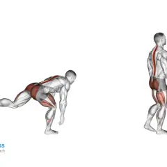 Mann führt Single Leg RDL aus, wobei die Muskeln hervorgehoben sind.