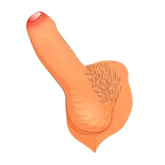 Eine schematische Darstellung eines 10 cm Penis mit Hodensack und Schamhaaren.