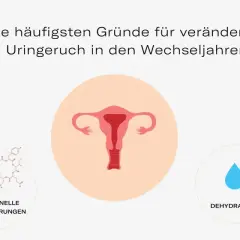 Hormonelle Veränderungen, Infektionen, Dehydration und veränderte Vaginalflora können dazu führen, dass der Urin riecht.