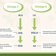DHA ist ein wichtiger Baustein aus Omega-3-Fettsäuren, der entzündliche Prozesse blockiert.