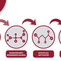Schema zeigt, wie Aminosäuren nach Mikroverletzungen Muskeln reparieren und Leucin den Muskelaufbau aktiviert, was zu gestärkter Muskulatur führt. Zu viel Protein ist nicht immer nötig.
