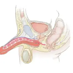 Anatomische Darstellung des Penis in drei Stadien der Erektion. Die Bilder zeigen, wie sich die Blutgefäße füllen, was zu den sexuellerregt Symptomen Mann führt.