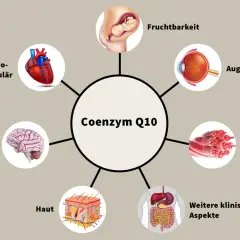 Coenzym Q10 ist wichtig für Herz, Gehirn, Augen, Haut, Muskeln, Fruchtbarkeit und weitere klinische Aspekte. Die Frage "wieviel Q10 am Tag" wird hier nicht beantwortet.