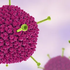 Nahaufnahme eines Adenovirus. Diese Viren können bei Erwachsenen verschiedene Symptome verursachen, wie z.B. Erkältungen oder Bindehautentzündungen.