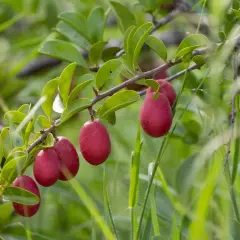 Rote Früchte am Ast einer Pflanze, die an die afrikanische Pflaume erinnert. Ihre Wirkung ist vielfältig.