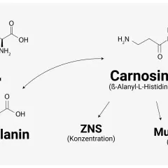 Chemische Formeln zeigen, wie Beta-Alanin und Histidin zu Carnosin reagieren, wichtig für ZNS und Muskulatur. Beta-Alanin ist ein Baustein, der in Lebensmitteln vorkommt.