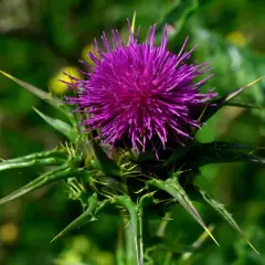 Lila Distelblüte mit spitzen Dornen. Aus ihren Samen wird Silymarin gewonnen, ein Wirkstoff für die Leber.