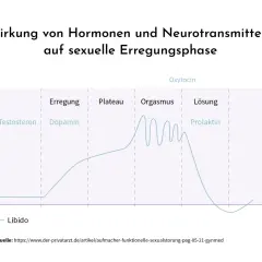 Diagramm zeigt Hormonwirkung auf sexuelle Erregung. Niedriger Libido kann durch Hormonungleichgewicht erklärt werden, warum kann ich nicht kommen?