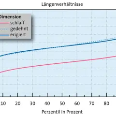 Diagramm zeigt Längenverhältnisse von Penissen in verschiedenen Zuständen (schlaff, gedehnt, erigiert) über Perzentile.