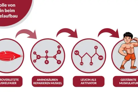 Schema zeigt, wie Aminosäuren nach Mikroverletzungen Muskeln reparieren und Leucin den Muskelaufbau aktiviert, was zu gestärkter Muskulatur führt. Zu viel Protein ist nicht immer nötig.