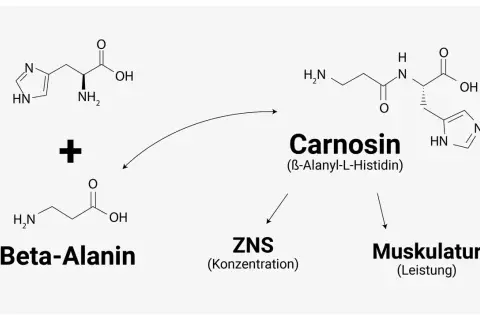 Chemische Formeln zeigen, wie Beta-Alanin und Histidin zu Carnosin reagieren, wichtig für ZNS und Muskulatur. Beta-Alanin ist ein Baustein, der in Lebensmitteln vorkommt.