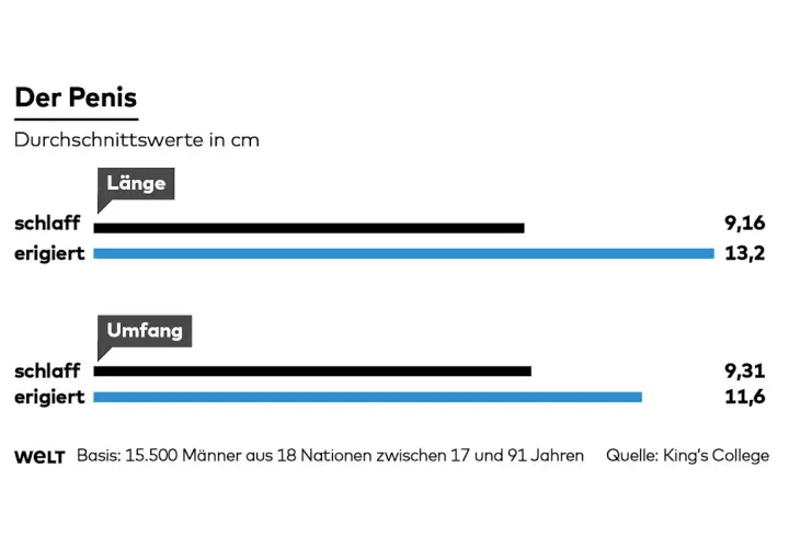 Grafik zeigt Durchschnittswerte für Länge und Umfang des Penis. Ein kleiner steifer Penis hat im Durchschnitt eine Länge von 13,2 cm.