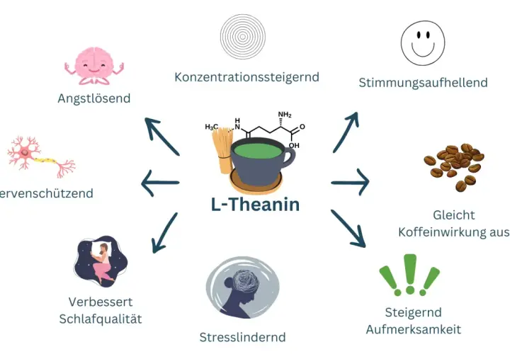 L-Theanin, ein Wirkstoff aus Tee, fördert Entspannung, Konzentration und Schlaf. Es wirkt angstlösend, nervenschützend und gleicht Koffein aus.