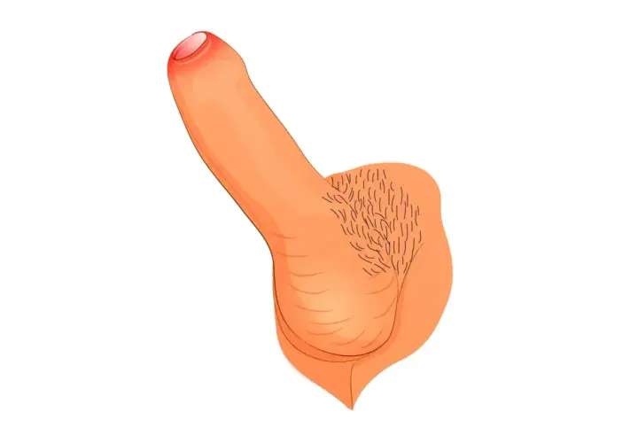 Eine schematische Darstellung eines 10 cm Penis mit Hodensack und Schamhaaren.