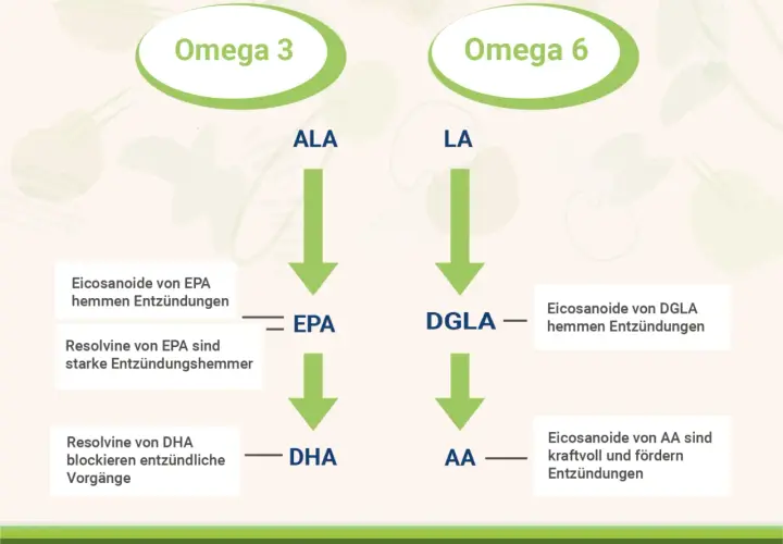 DHA ist ein wichtiger Baustein aus Omega-3-Fettsäuren, der entzündliche Prozesse blockiert.