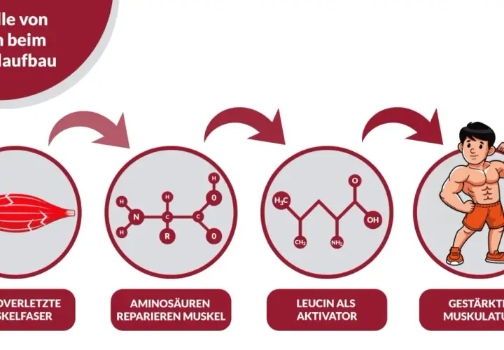 Schema zeigt, wie Aminosäuren nach Mikroverletzungen Muskeln reparieren und Leucin den Muskelaufbau aktiviert, was zu gestärkter Muskulatur führt. Zu viel Protein ist nicht immer nötig.