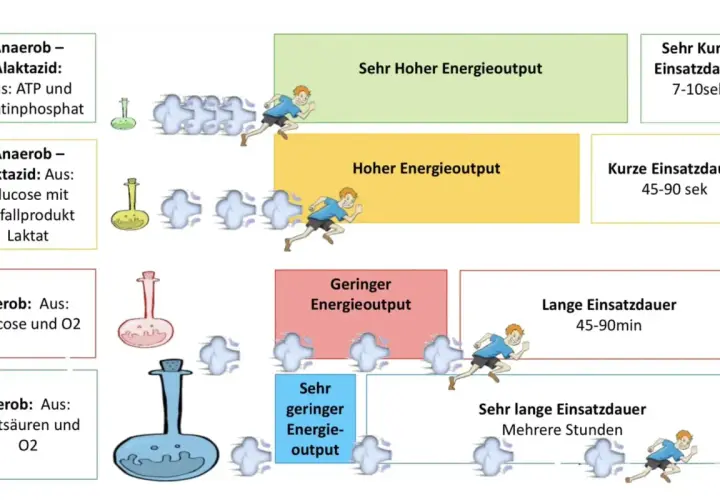 Vergleich von aerobem und anaerobem Stoffwechsel: Hoher Energieoutput kurz (anaerob), geringer Output lang (aerob).