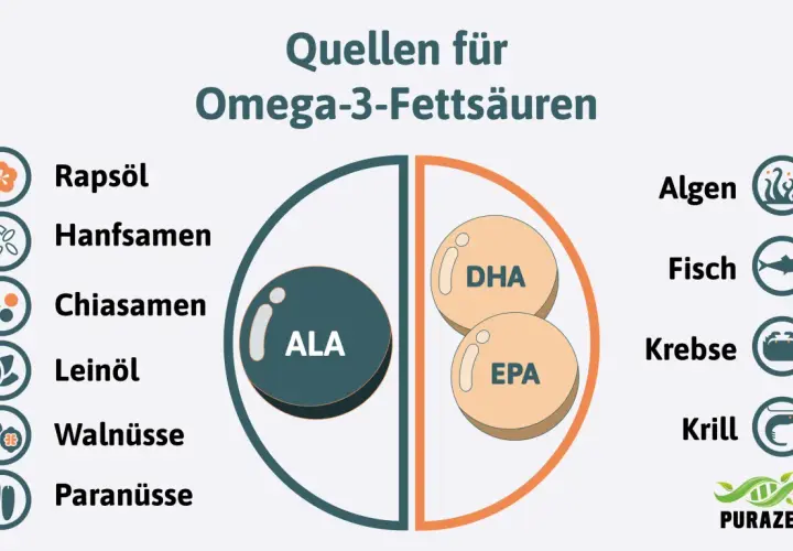 Quellen für Omega-3-Fettsäuren: Rapsöl, Hanfsamen, Chiasamen, Leinöl, Walnüsse, Paranüsse, Algen, Fisch, Krebse, Krill. Wichtig für das omega 3 gehirn.