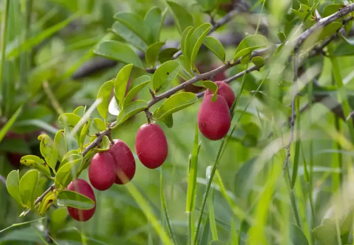 Rote Früchte am Ast einer Pflanze, die an die afrikanische Pflaume erinnert. Ihre Wirkung ist vielfältig.