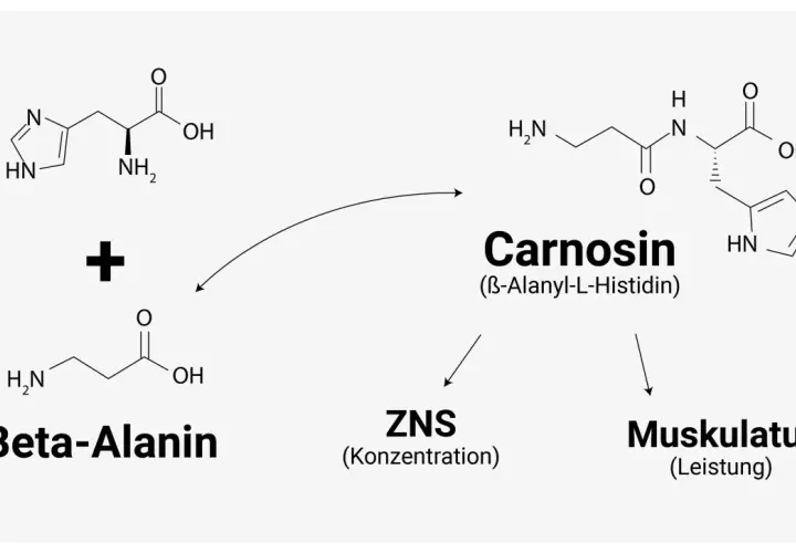 Chemische Formeln zeigen, wie Beta-Alanin und Histidin zu Carnosin reagieren, wichtig für ZNS und Muskulatur. Beta-Alanin ist ein Baustein, der in Lebensmitteln vorkommt.