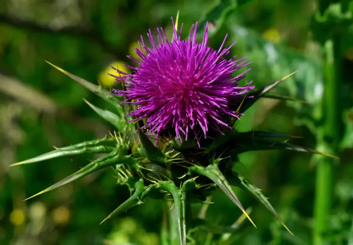 Lila Distelblüte mit spitzen Dornen. Aus ihren Samen wird Silymarin gewonnen, ein Wirkstoff für die Leber.