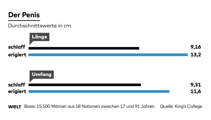 Grafik zeigt Durchschnittswerte für Länge und Umfang des Penis. Ein kleiner steifer Penis hat im Durchschnitt eine Länge von 13,2 cm.