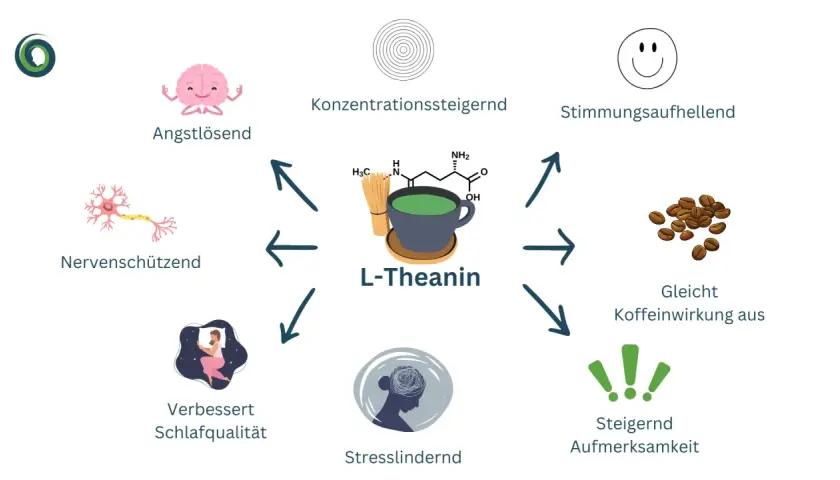 L-Theanin, ein Wirkstoff aus Tee, fördert Entspannung, Konzentration und Schlaf. Es wirkt angstlösend, nervenschützend und gleicht Koffein aus.