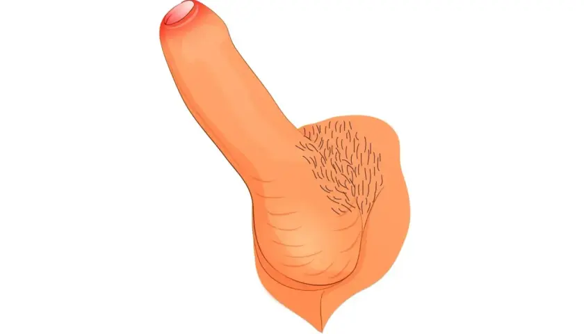 Eine schematische Darstellung eines 10 cm Penis mit Hodensack und Schamhaaren.