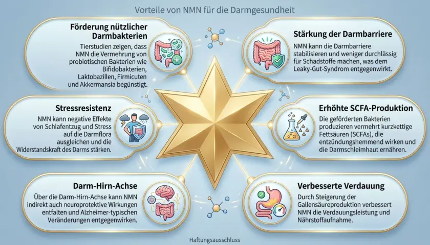 NMN wirkt sich positiv auf die Darmgesundheit aus: fördert nützliche Bakterien, stärkt die Darmbarriere, erhöht SCFA-Produktion, verbessert Verdauung, fördert Stressresistenz und unterstützt die Darm-Hirn-Achse.