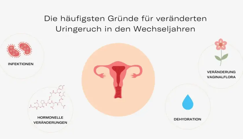 Hormonelle Veränderungen, Infektionen, Dehydration und veränderte Vaginalflora können dazu führen, dass der Urin riecht.