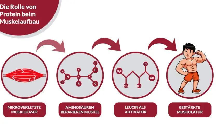 Schema zeigt, wie Aminosäuren nach Mikroverletzungen Muskeln reparieren und Leucin den Muskelaufbau aktiviert, was zu gestärkter Muskulatur führt. Zu viel Protein ist nicht immer nötig.