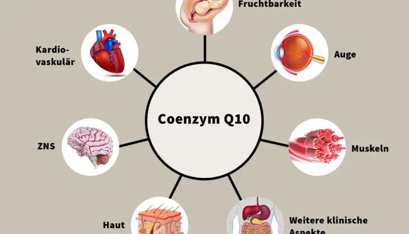 Coenzym Q10 ist wichtig für Herz, Gehirn, Augen, Haut, Muskeln, Fruchtbarkeit und weitere klinische Aspekte. Die Frage "wieviel Q10 am Tag" wird hier nicht beantwortet.
