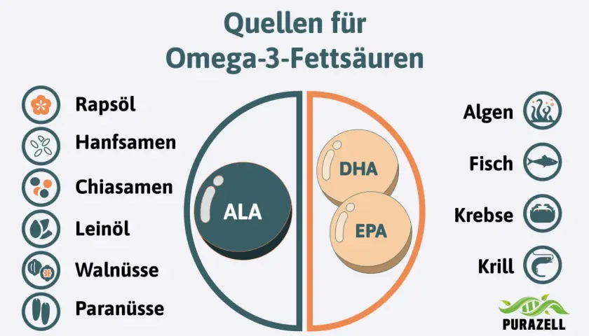Quellen für Omega-3-Fettsäuren: Rapsöl, Hanfsamen, Chiasamen, Leinöl, Walnüsse, Paranüsse, Algen, Fisch, Krebse, Krill. Wichtig für das omega 3 gehirn.