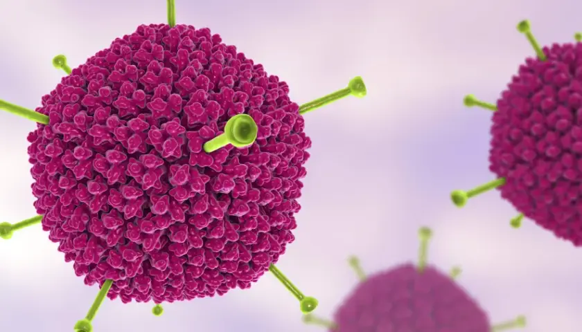 Nahaufnahme eines Adenovirus. Diese Viren können bei Erwachsenen verschiedene Symptome verursachen, wie z.B. Erkältungen oder Bindehautentzündungen.