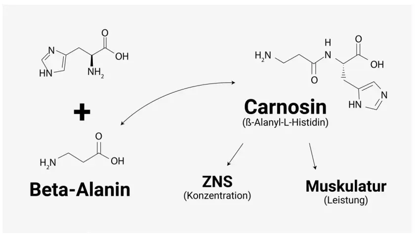 Chemische Formeln zeigen, wie Beta-Alanin und Histidin zu Carnosin reagieren, wichtig für ZNS und Muskulatur. Beta-Alanin ist ein Baustein, der in Lebensmitteln vorkommt.