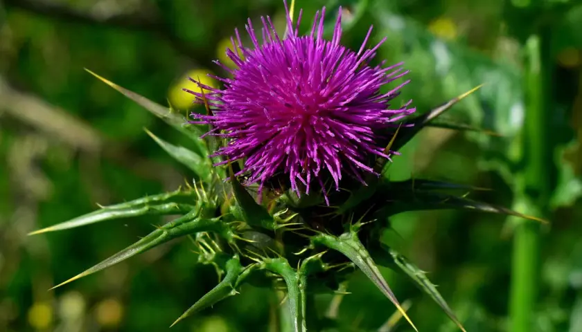 Lila Distelblüte mit spitzen Dornen. Aus ihren Samen wird Silymarin gewonnen, ein Wirkstoff für die Leber.