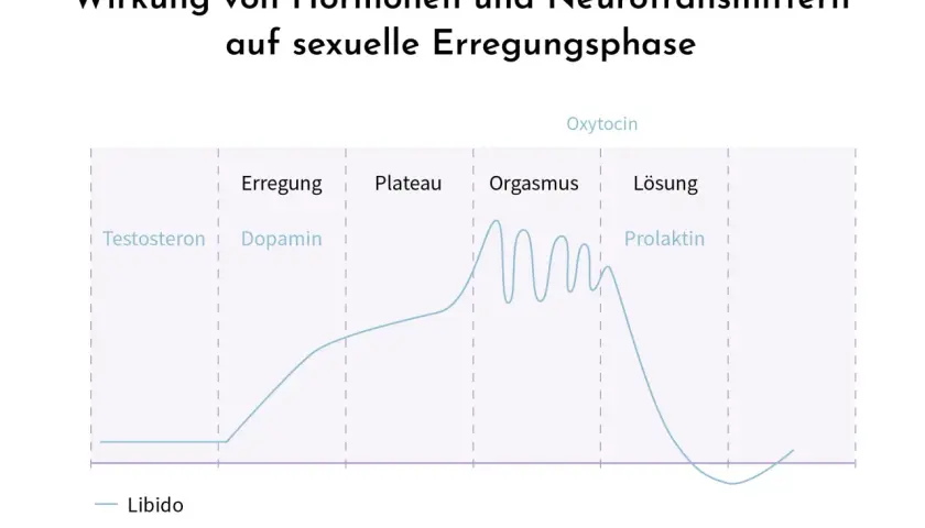 Diagramm zeigt Hormonwirkung auf sexuelle Erregung. Niedriger Libido kann durch Hormonungleichgewicht erklärt werden, warum kann ich nicht kommen?