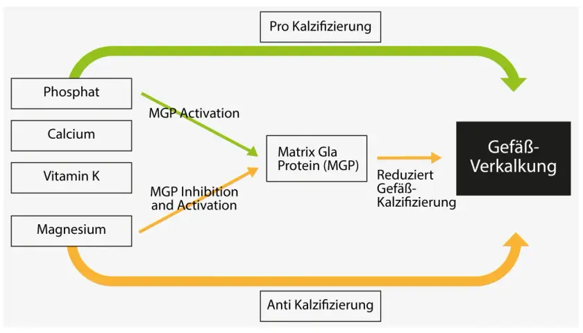 Schema zeigt, wie Vitamin K, Kalzium und Phosphat die Gefäßverkalkung beeinflussen. Vitamin K aktiviert MGP, was Gefäßverkalkung reduziert.