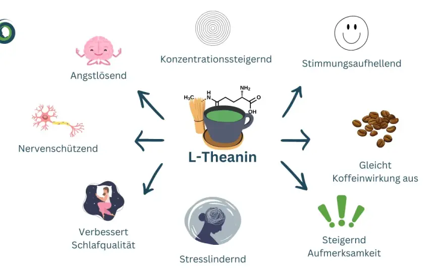 L-Theanin: Ruhe & Fokus? Wirkung, Dosis & Kaufberatung