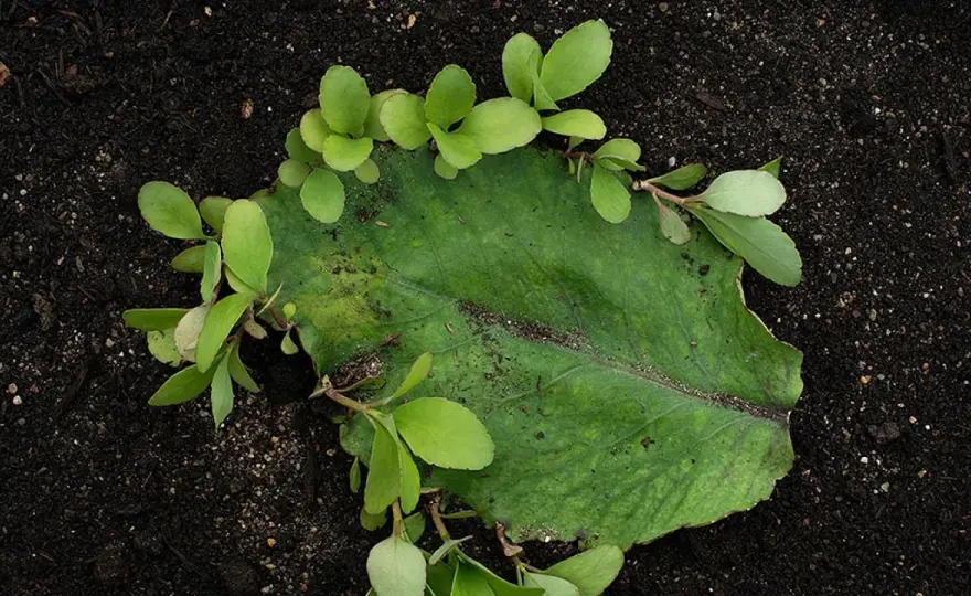Bryophyllum - Ruhe & Schlaf? Was die Pflanze wirklich leistet