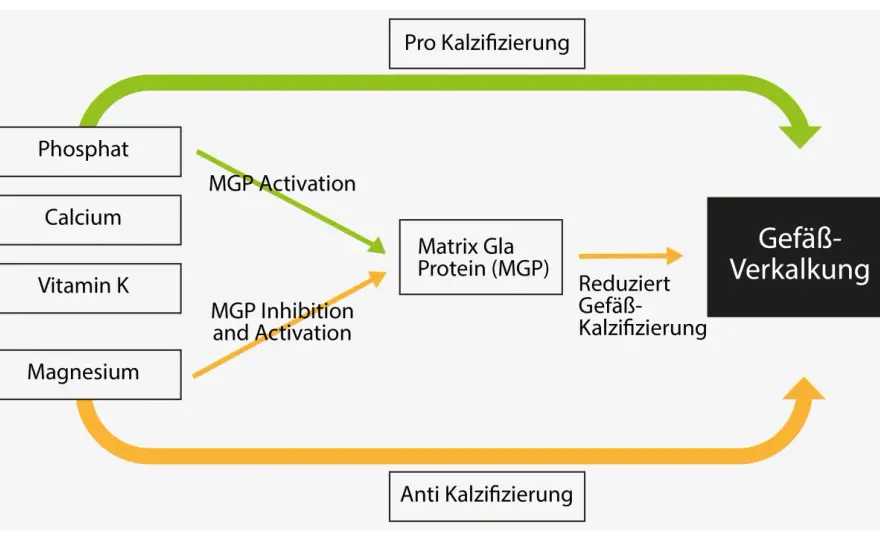 Vitamin K vs. Kalium - Der große Unterschied & was du wissen musst