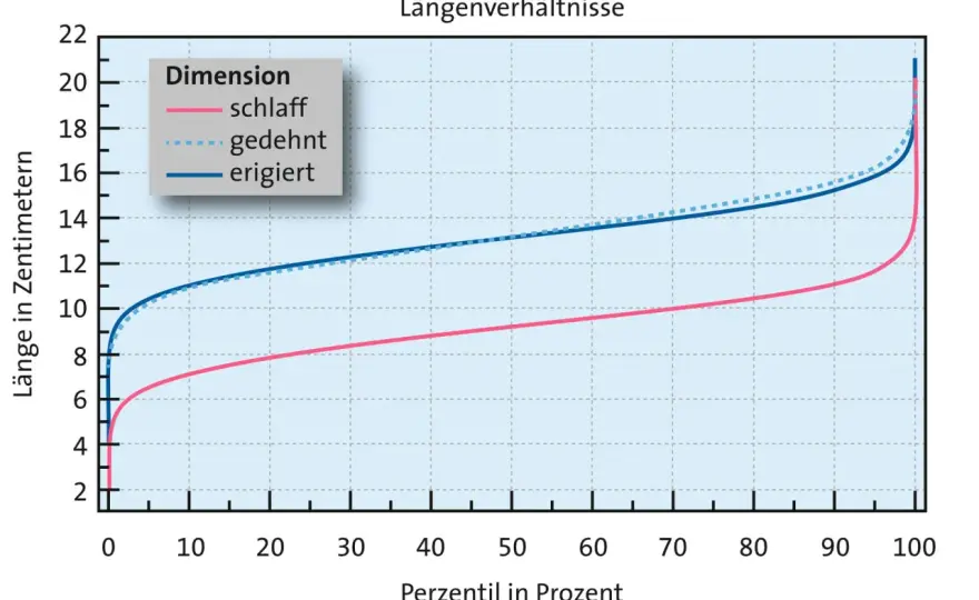 Durchschnittliche Penisgröße - Was ist normal & wie messen?