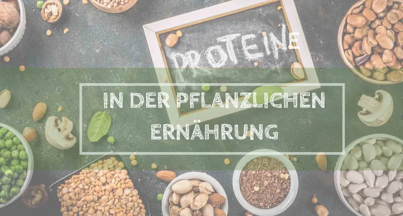 Bilder von Hülsenfrüchten, Nüssen und Samen, die "Proteine in der pflanzlichen Ernährung" hervorheben. Eine köstliche, high protein vegetarisch Mahlzeit ist leicht zu gestalten.