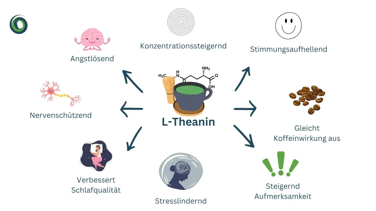 L-Theanin, ein Wirkstoff aus Tee, fördert Entspannung, Konzentration und Schlaf. Es wirkt angstlösend, nervenschützend und gleicht Koffein aus.