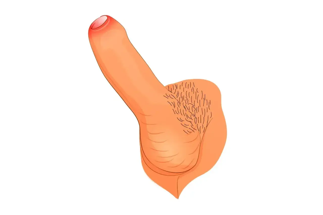 Eine schematische Darstellung eines 10 cm Penis mit Hodensack und Schamhaaren.