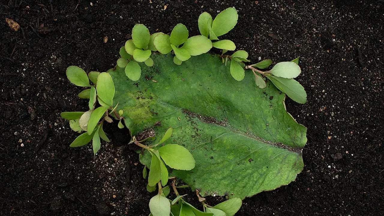 Bryophyllum-Blatt mit neuen Ablegern auf dunkler Erde. Die Pflanze wird für ihre Wirkung auf die Psyche geschätzt.