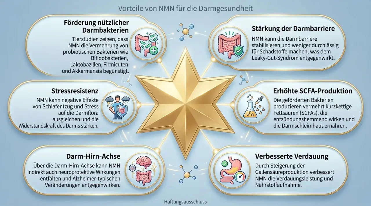 NMN wirkt sich positiv auf die Darmgesundheit aus: fördert nützliche Bakterien, stärkt die Darmbarriere, erhöht SCFA-Produktion, verbessert Verdauung, fördert Stressresistenz und unterstützt die Darm-Hirn-Achse.